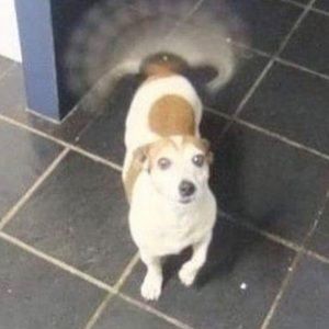 Meet your Posher, Chase